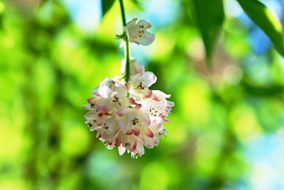 Staphylea pinnata - klokoč zpeřený - květenství